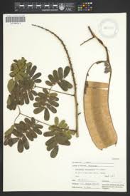 Image result for Entada mossambicensis
