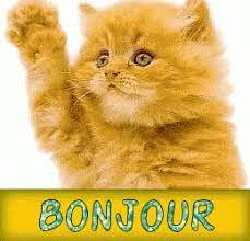 Bonjour Gif Bonjour Discover Share Gifs Cats I Love Cats Love Cat