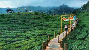 Kebun wisata pasir mukti bisa menjadi pilihan wisata alam yang dekat degan kota jakarta. 10 Spot Foto Keren Kebun Teh Gunung Gambir Tiket Masuk Alamat Wisata Oke