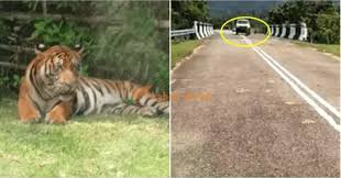 By mazuki last updated feb 27, 2012 1. Ni Petanda Apa Ni Dua Fenomena Luar Biasa Berlaku Di Terengganu Sepasang Paus Pembunuh Harimau Datang Melawat Lobak Merah