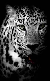 Leopard Black White 4k Ultra Hd Mobile Wallpaper In 2021 Leopard Wallpaper Wild Animal Wallpaper Snow Leopard Wallpaper