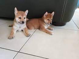Huobi global is the current most active market trading it. 5 Amazing Quality Japanese Shiba Inu Puppies Manila Free Classifieds In Philippines