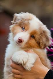 Black And Tan Australian Shepherd Puppy Australian Shepherd Puppy Cute Animals Cute Dogs Puppies
