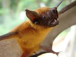 Image result for Rhipidoglossum burttii