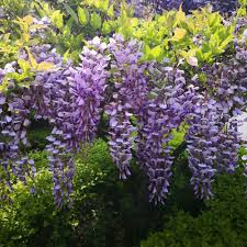 Wisteria, a commonly aggressive vining plant, can be grown in a potted planter to contain and train beautiful plant cover without letting it get unruly. Wisteria Tree Standard Suttons