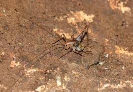 Does borax kill camel crickets? Everything You Need To Know About Camel Crickets