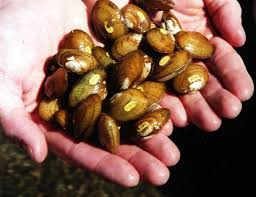 In june, 1850, a living pond mussel was sent to dr. Harte Schale Weicher Kern Unio Crassus Pfau Gmbh