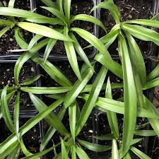 Image result for Chlorophytum pauper