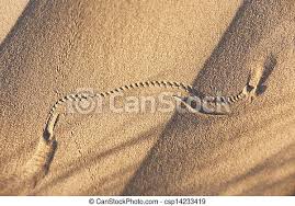 Tierspuren abbildungen / olsen lars hendrik tierspuren fahrten frassspuren the bright side of mathematics. Tierspuren In Wustensand Tierspuren In Wustensand Sahara Wuste Marokko Canstock