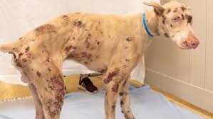 We have both state non profit and federal 501(c)(3) tax exempt. This Is So Unfair Abused Dog Dies After 5 Days Of Treatment At Ohio Humane Society Kdnl