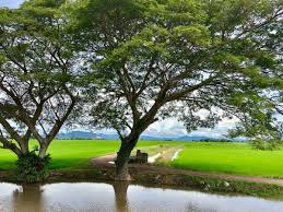 Ilusi di atas sekadar lawak jenaka sahaja ya. Hm Hmzishak96 Twitter