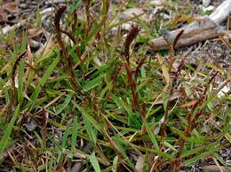Image result for Stenotaphrum dimidiatum
