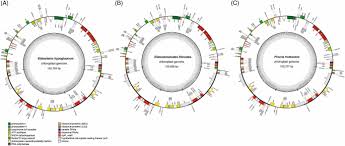 Image result for Elatostema welwitschii