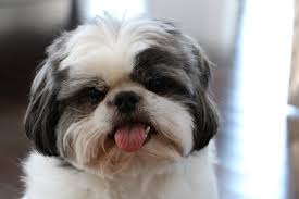 The cost will fluctuate if you are buying from a pet store or from a new breeder. Shih Tzu Facts