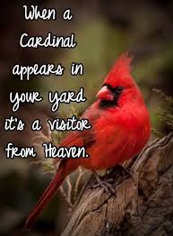 You Mom Cardinal Birds Bird Quotes Red Birds