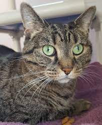Adopt Shea On Petfinder Cute Cats And Kittens Cat Adoption Kittens Cutest