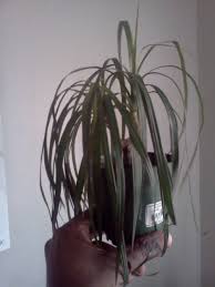 The dragon tree (el drago) is one of tenerife's most famous attractions, but is it unique? Droopy Drangon Plant