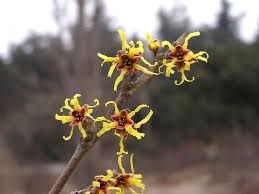 Image result for Hamamelidaceae