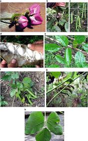 Brazilian plants, araceae, anthurium, philodendron and other rare plants. Botanical Inventory Springerlink