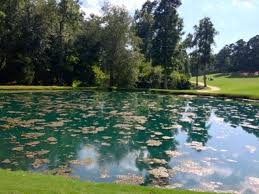 We did not find results for: Algae Bloom In Pond Pond Treatment Platinum Ponds Lake Management Greenville Sc Charlotte Nc Asheville Nc