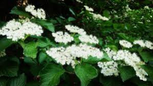 アジサイに似た花の名前は 白やピンク 緑 青の種類や秋咲きで考えられる植物は パワースポット巡りでご利益を 開運ネット