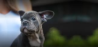 Maybe you would like to learn more about one of these? Petland Texas