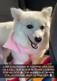 Missing white long-haired chihuahua in december