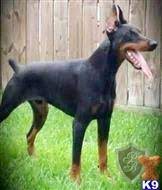 Certified cardio clear certified vwd dna clear!!certified dm (wobblers) no vicious z factored whites!!!akc european world class champion lined doberman puppies for sale. Doberman Pinscher Puppies For Sale In California