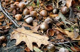 To control and eliminate it clear away fallen leaves from around the tree, and prune any infected areas. Why Do Oak Trees Produce More Acorns Some Years But Not Others