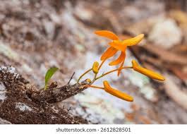 Image result for Bulbophyllum intertextum