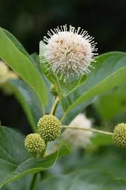 Image result for Cephalanthus