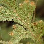 Image result for Hymenophyllum splendidum