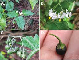 Image result for Solanum grossidentatum