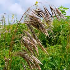 Image result for Bromus