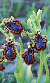 Bee Orchid Ophrys Speculum Subsp Speculum Amazing Flowers Unusual Flowers Beautiful Orchids