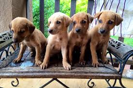 Spend Time With Dogs At An Animal Shelter In Mumbai Lbb Mumbai Common sources for adoptable pets are animal shelters and rescue groups.