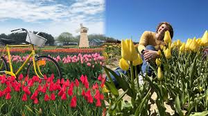 We're family owned and operated, and committed. Waterdrinker Family Farm And Garden In Manorville Displays 500 000 Tulips In Spring Festival Abc7 Chicago