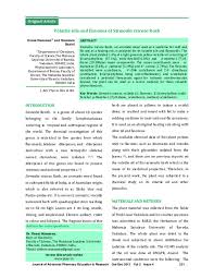 Image result for Stemodia serrata