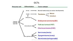 Conditions besides cancer can raise tumor marker a tumor marker can also give a false negative, which means the results suggest a person doesn't have cancer when they actually do. Childhood Extracranial Germ Cell Tumors Treatment Pdq Pdq Cancer Information Summaries Ncbi Bookshelf