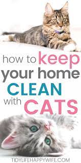 How To Keep Your House Clean With Cats Cats Indoor Cat Cat Cleaning