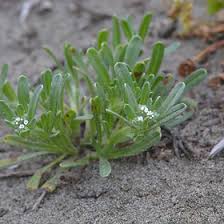 Image result for Boraginaceae