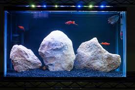 Painted The Back Of My 10 Gallon And Got An Aquaneat Led Bar This Week Aquariums