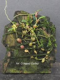 Image result for Bulbophyllum intertextum