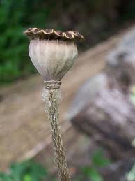 We did not find results for: How To Sow Seeds In 10 Easy Steps With Pictures Dengarden