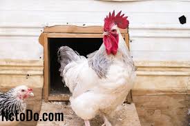 Selain itu, telur ayam juga mengandung lemak, vitamin a, b, d, e yang baik untuk mencukupi kebutuhan tubuh. Apakah Telur Ayam Tanpa Induk Ayam 2021 Lainnya Nc To Do