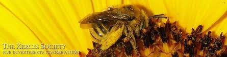 Pollinator Conservation Seed Mixes Xerces Society Xerces Society Native Bees Milkweed Seeds