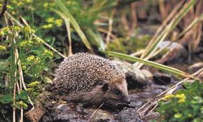 dossier complet sur le herisson herisson dossier animaux