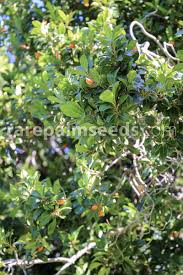 Image result for Mimusops