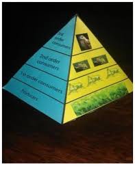 Ecological Pyramid Model Lesson Biomass Energy And Food Chains Ecological Pyramid Pyramid Model Food Chain