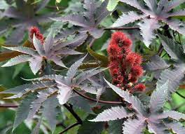 10 Pretty Plants You Didn T Know Were Poisonous Poisonous Plants Plants Poisonous To Dogs Plants That Repel Cats